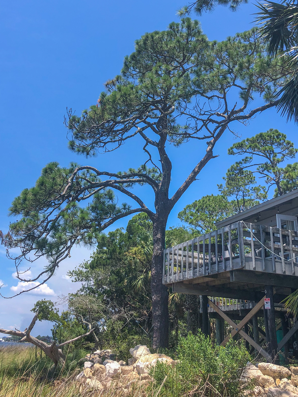 Notice the branch structure of this coastal pine. It has survived numerous hurricanes and tropical storms and has formed branches that distribute the wind load throughout the tree. 