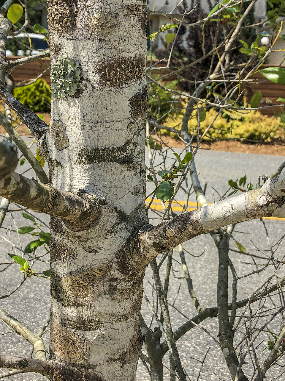 This branch angle is well formed, allowing  plenty of space for both the trunk and branch to expand.
