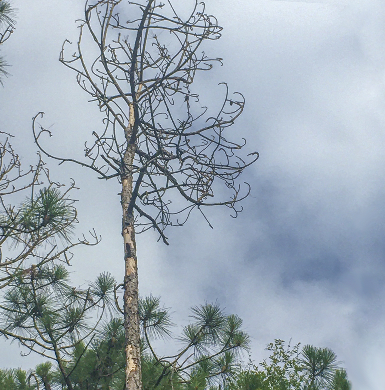 This pine near Lake Talquin began browning a few months after Hurricane Michael and is now completely dead. Removing dead and declining pines is important, because they can be an attractant to pine beetles. 