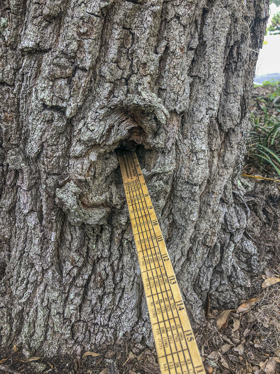 This is a small cavity in the middle of the trunk. It is wise to keep an eye on this to ensure the cavity is not getting larger or deeper within the tree, but at this point it is not a major concern.