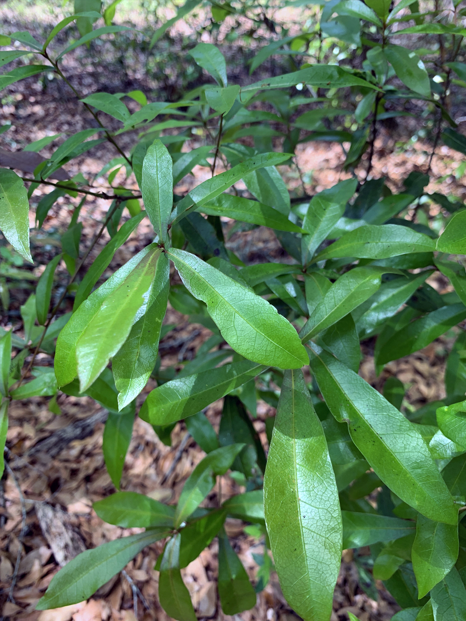 Laurel Oak (Quercus laurifolia or Q. hemisphaerica)